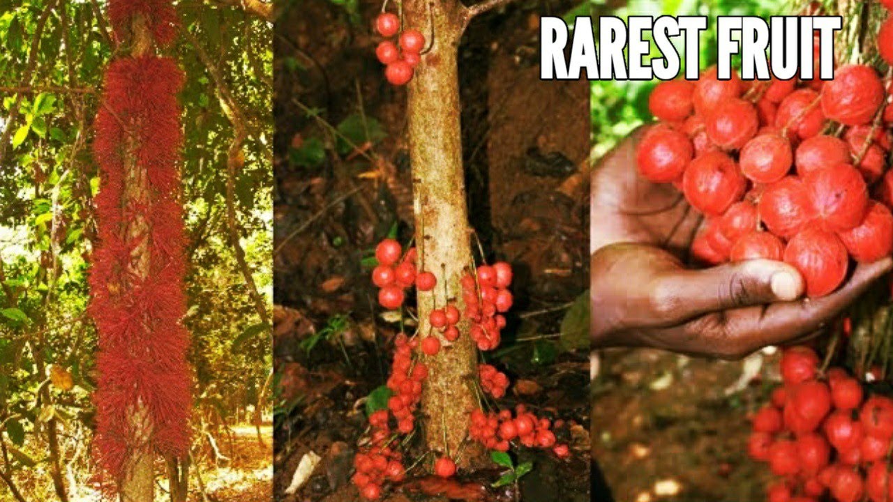 Baccaurea courtallensis |  Baccaurea fruit | Mootti pazham