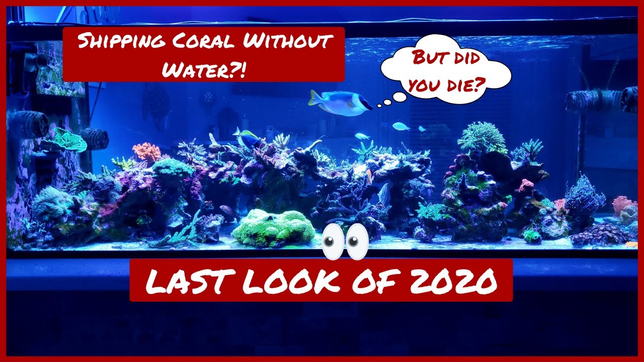 Shipping Corals Without Water?! 230 Gallon Reef Tank - 2020 In Review - SPS Growth - Trace Elements