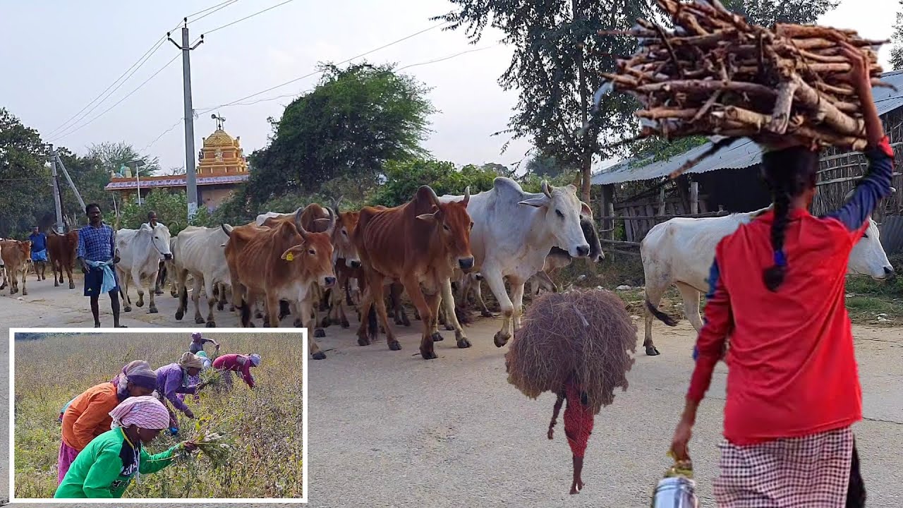 Simply The best indian rural lifestyle|Village life of Andhrapradesh|Daily lifestyle in india