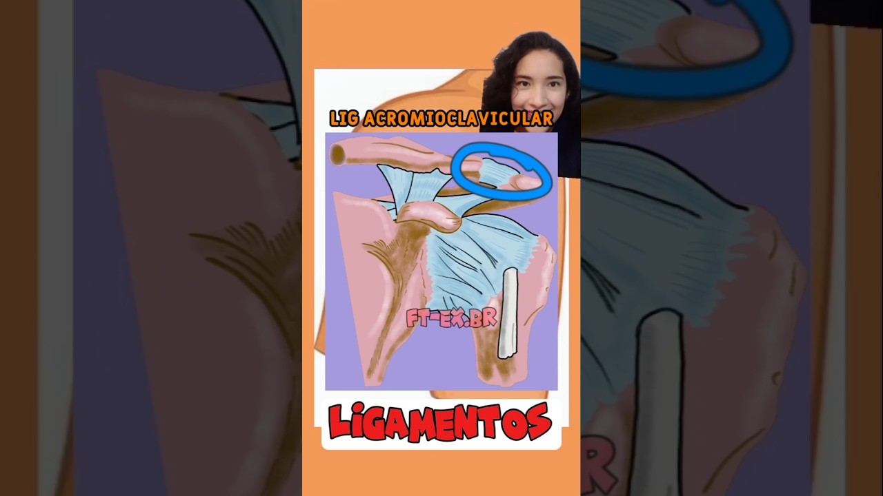 Ligamento acromio del hombro
