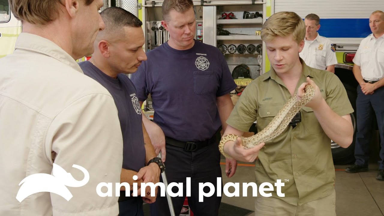 Wes y Robert instruyen a los bomberos sobre cómo tratar a las serpientes | Los Irwin | Animal Planet