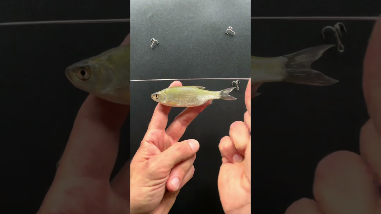 Le montage pour p&ecirc;cher le sandre, le brochet et le silure ! #fishing #p&ecirc;che #angler #fishingtips