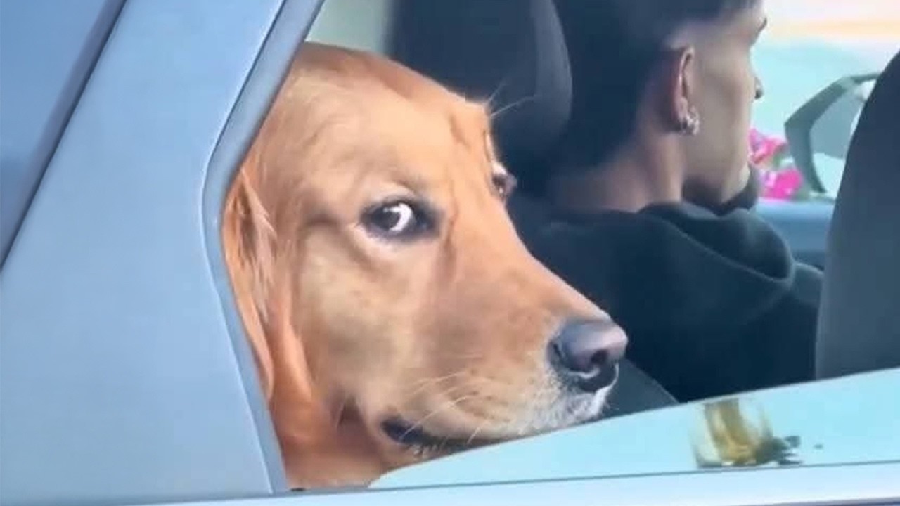 Just a Normal Day&hellip; Until This  SILLY DOG... 🤣