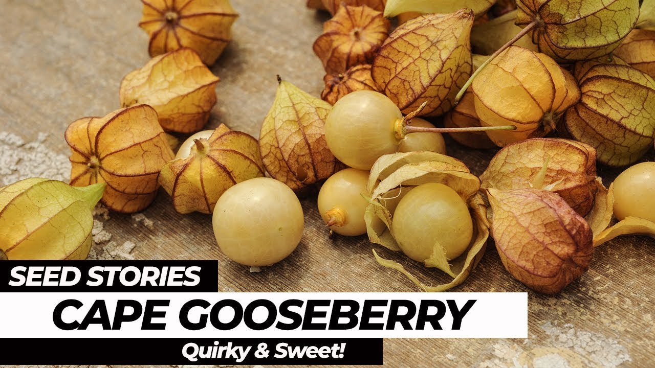 SEED STORIES | Cape Gooseberry: Quirky and Sweet