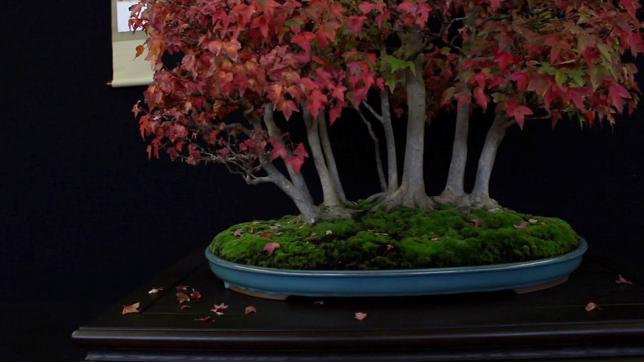 Best of the European Bonsai San exhibition