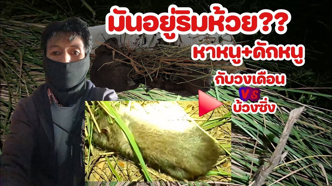 ดักหนู! ย้ำหมายเดิม! โดนไซส์ใหญ่ใกล้จุดเดิม? #วิถีชาวบ้าน 