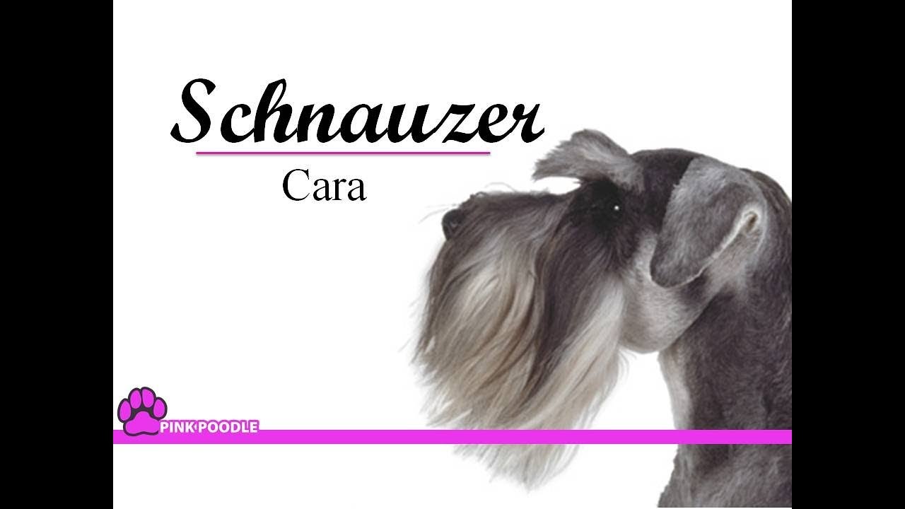 0017: Schnauzer Cara/Schnauzer Face. Cursos Gratis EsteticaCanina.org (Whatsapp +50685585458)