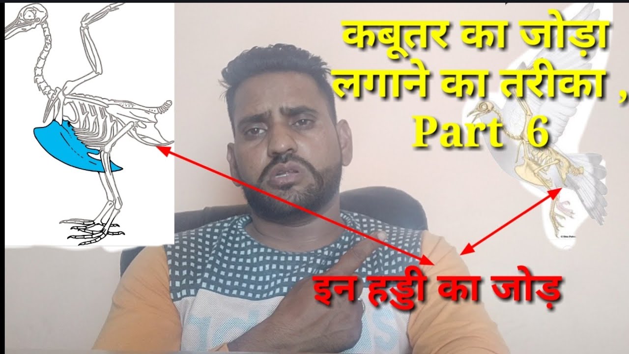 Kabutar ka joda lagane ka tarika#कबूतर का जोड़ा लागाने का आसान तारीखा,Part 6