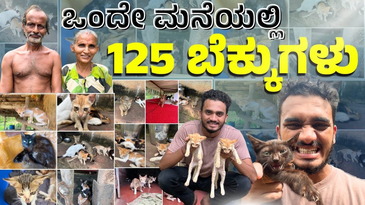 ಒಬ್ಬೊಬ್ಬ ಒಂದೊಂದ್ ರೂಪಾಯಿ ಕೊಟ್ರೂ ಸಾಕು✨🙏#kannadavlogs #cat @Gandhadagudivlogss