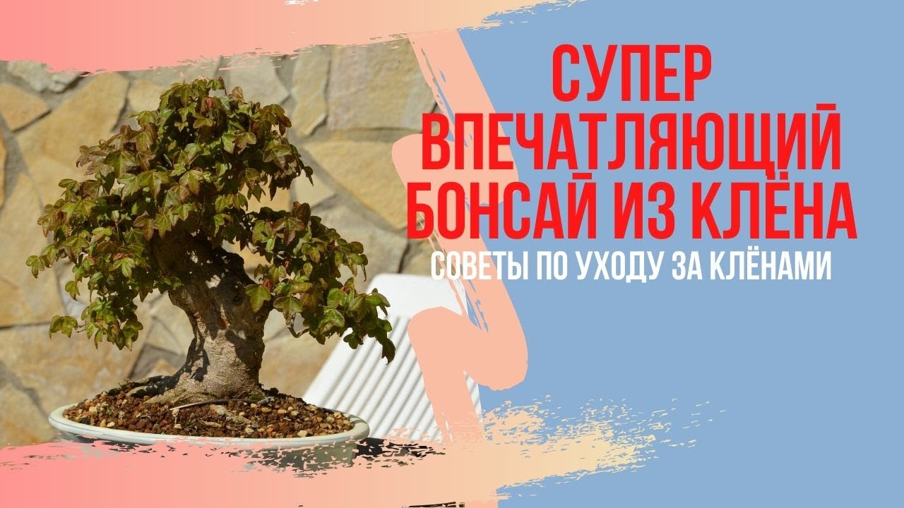 Бонсай из клена - удобрение, полив, советы и уход за ним