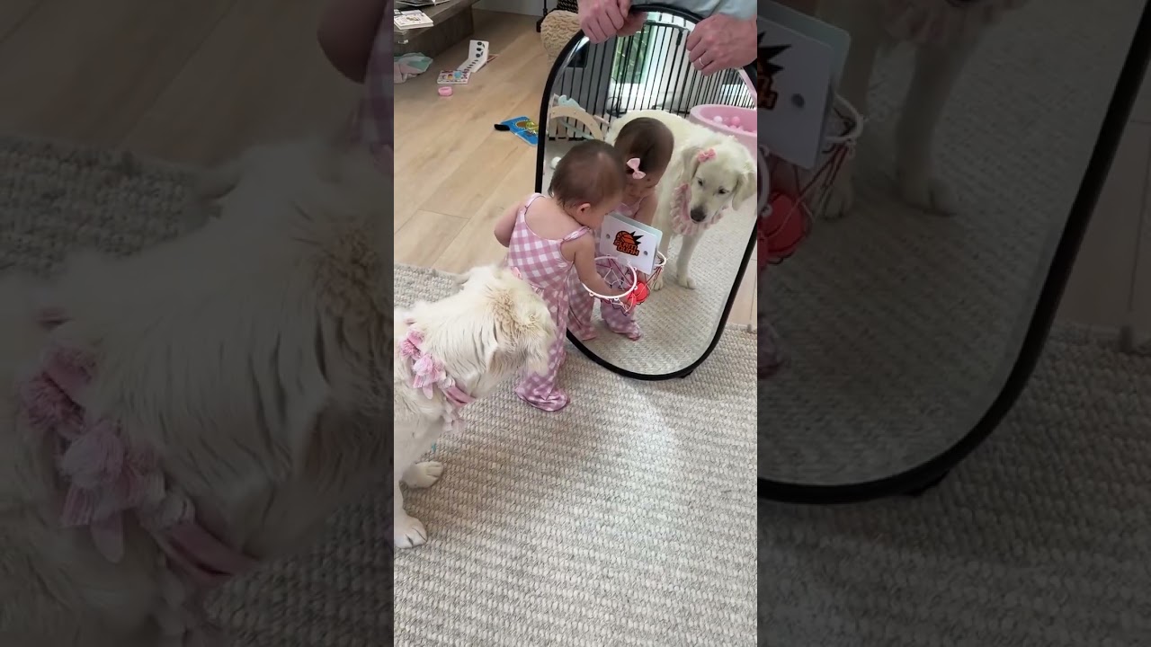 12 Month Old Baby VS 5 Year Old Dog... Who is Smarter?