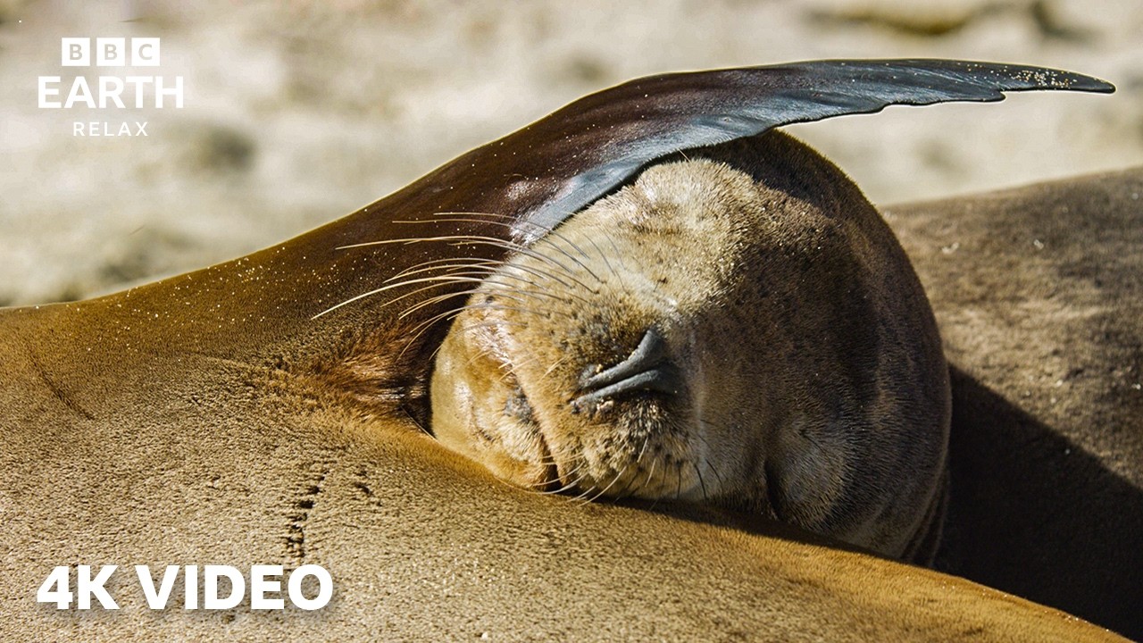 Sleepy Sea Lions in 4K | Gentle Oceans & Playful Pods | BBC Earth Relax