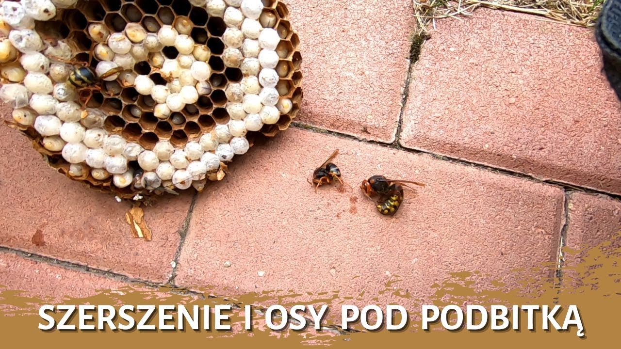 Szerszenie i osy pod podbitką- usuwanie gniazda owadów - likwidacja gniazda