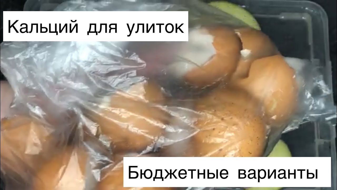 Кальций для улиток|Голубая глина для ахатин|Бюджетные источники кальция