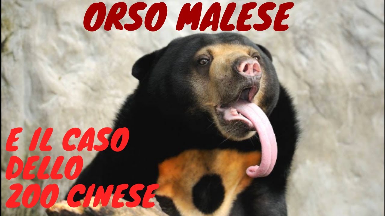 L'orso malese e il caso dello zoo cinese