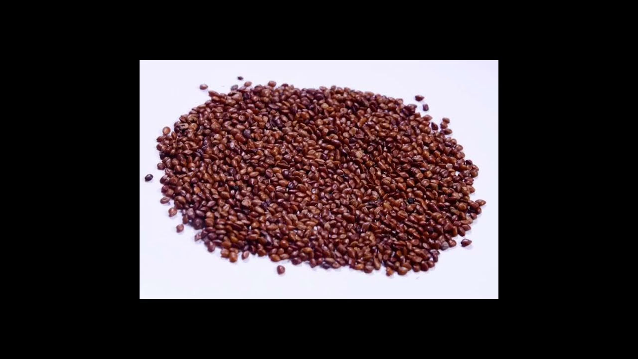 வேலி மசால் விதை நேர்த்தி