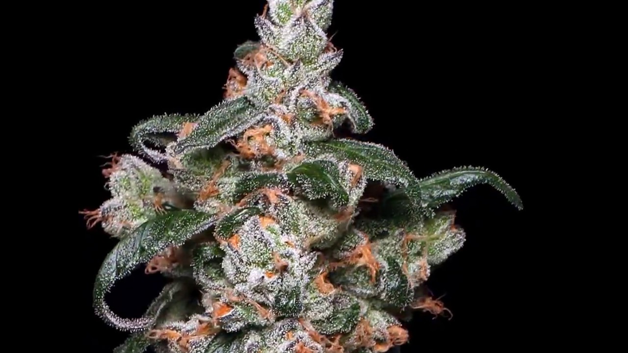 A Breathtaking View of Mendo Breath by Erik Nugshots