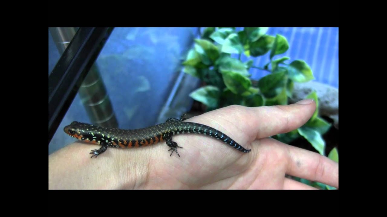 Baby Fire Skinks and Husbandry Info