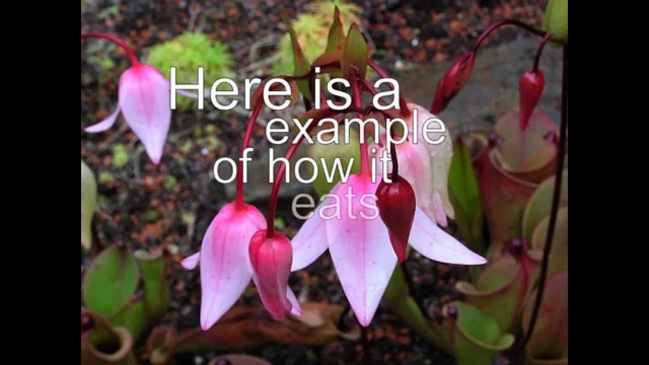 Heliamphora Heterodoxa