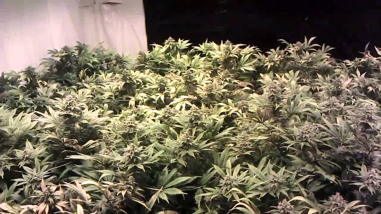 Romulan, Blue Rhino, Permafrost 8000 Watts Day 49