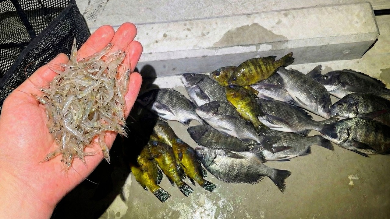エビをばら撒くとマジで釣れる