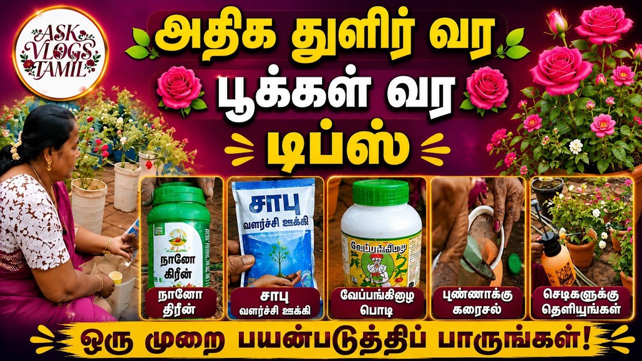 Organic fertilizer#gardening community#viral #trending #tamil #gardening #health plant for tips