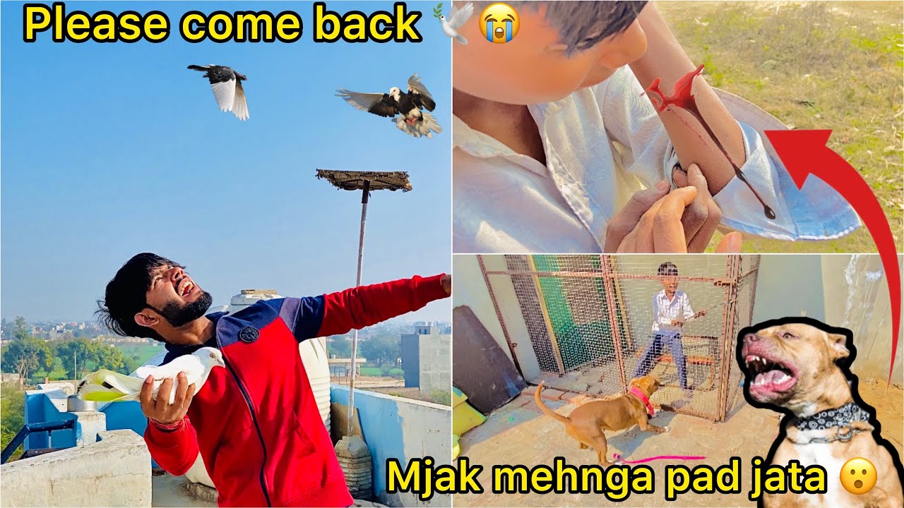 Cat attack se dar kr 3 din baad vaps aaye kabutr 😮 ( Roxy ne jaal faad diya 😳)