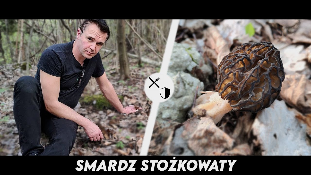 Smardz stożkowaty - majowy skarb lasu
