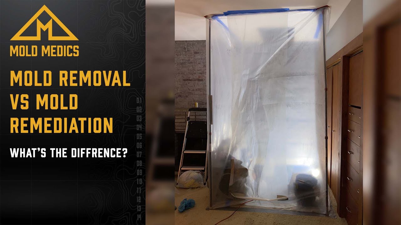 Mold Removal vs. Mold Remediation: What's the Difference?