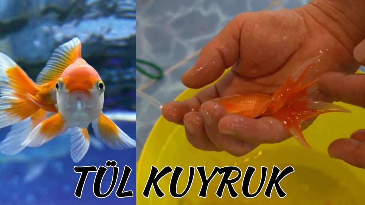 JUMBO JAPON BALIKLARI ALDIK, akvaryum balıkları