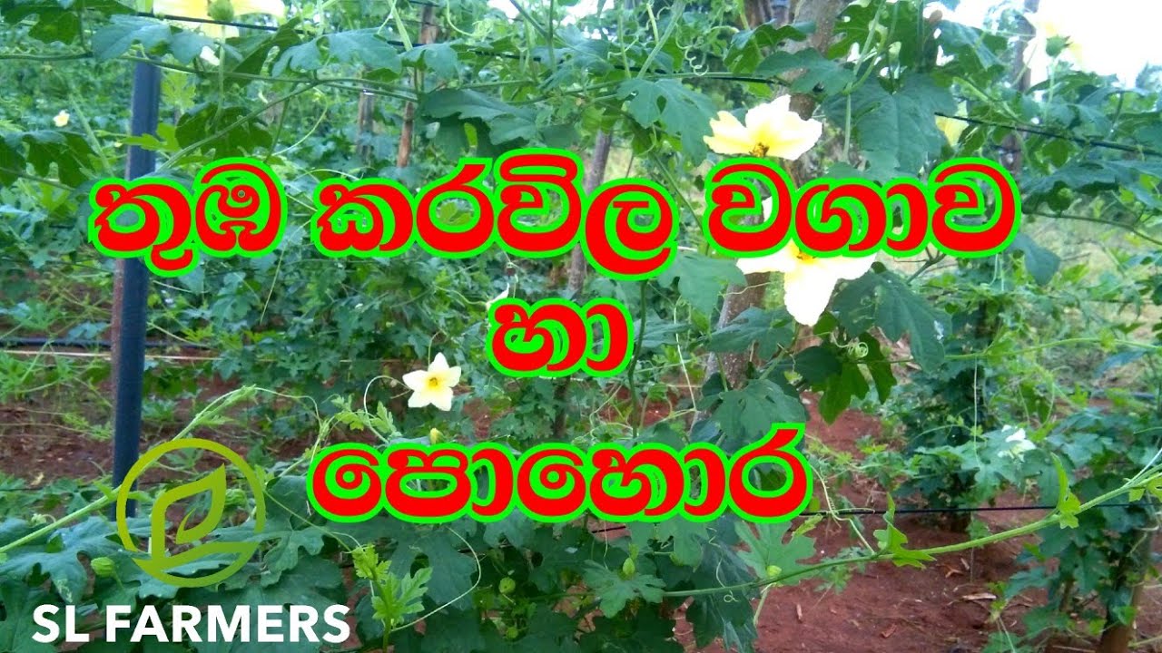 September 15, 2024තුඹ කරවිල වගාව|slfarmers |0701792767