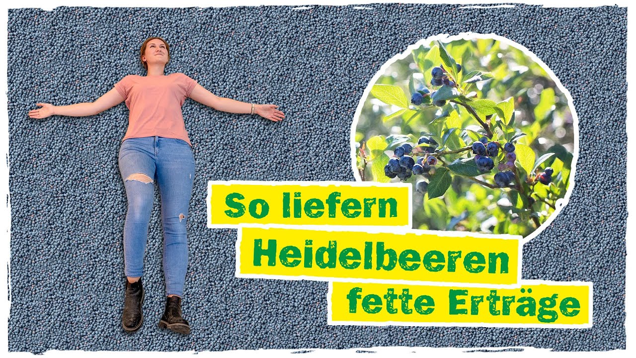 HEIDELBEEREN PFLANZEN: Standort, Boden vorbereiten & die passende Erde 👩‍🌾