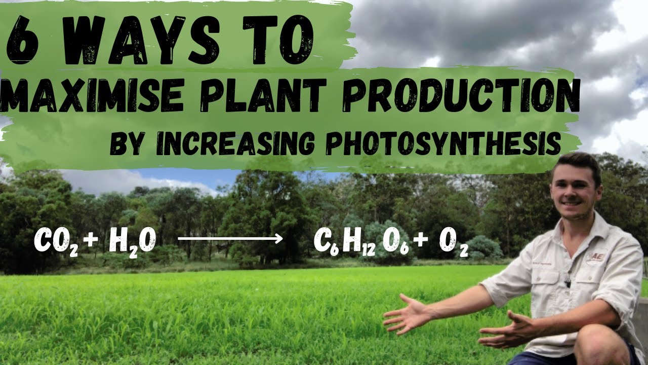 How to maximise plant production by increasing photosynthesis