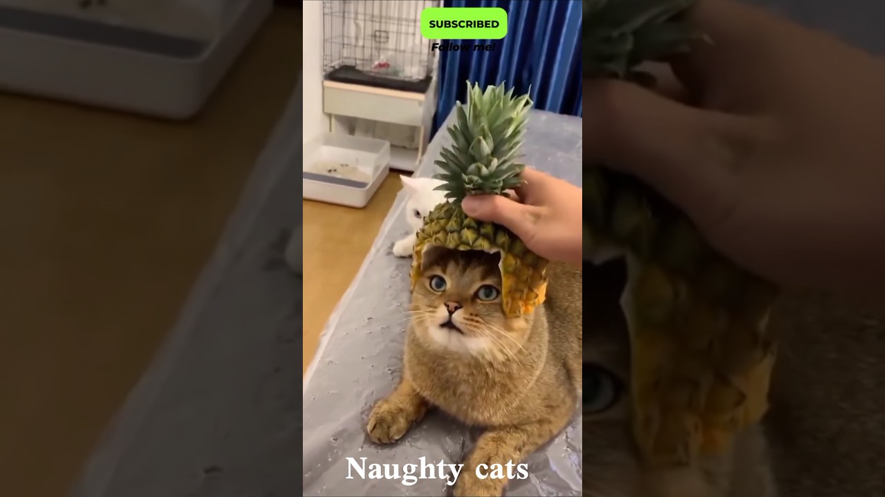 This Cat Will Shock You 😲🐱 #FunnyCat