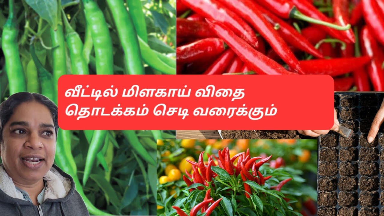 How to grow chillies at Home| Chili Anbau von der Aussaat| மிளகாய் விதை  போடுவது எப்படி