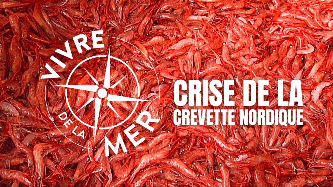 Vivre de la mer: Crise de la crevette nordique