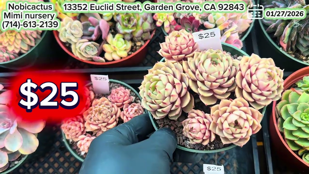 echeveria are selling at Mimi's nursery 714-613-2139