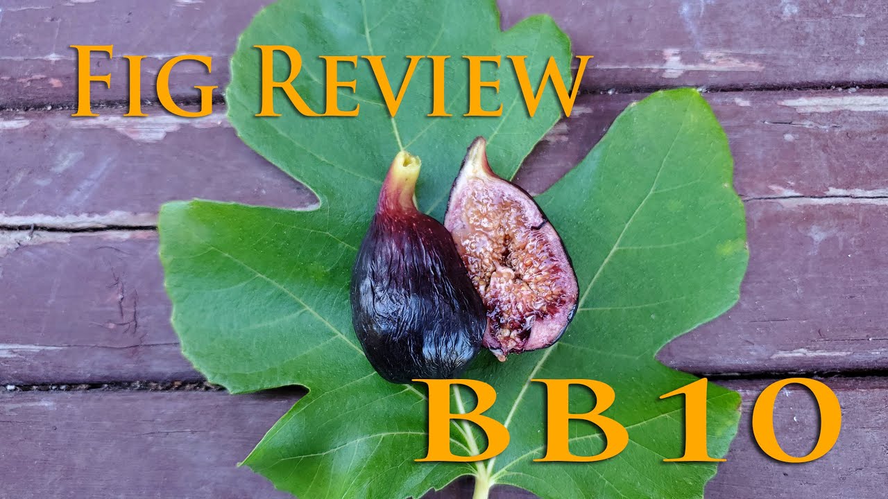Fig Review: BB10 Breba Fig 2020