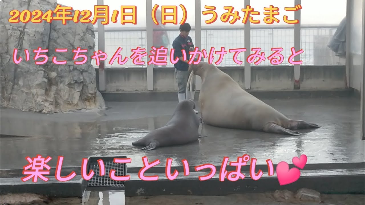 うみたまご2024年12月1日色んな楽しいいちこちゃんが見れます、思わず爆笑の瞬間も