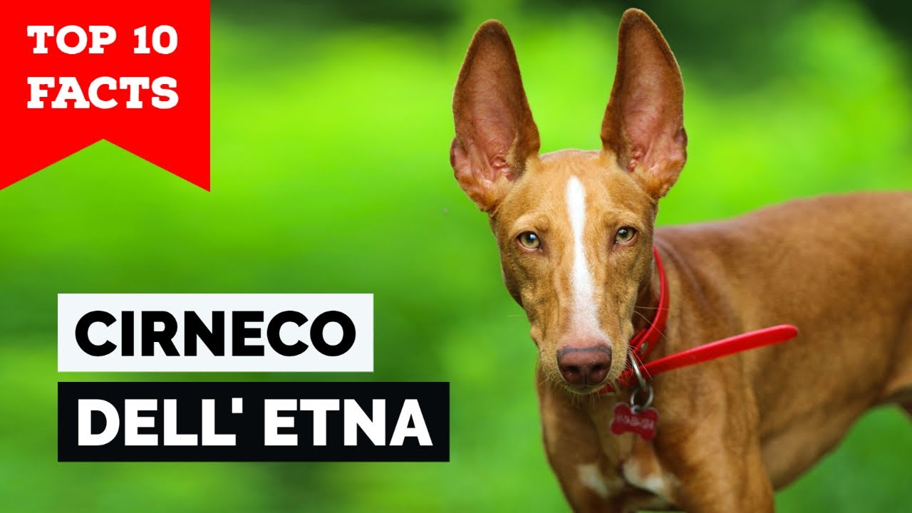 Cirneco dell'Etna - Top 10 Facts