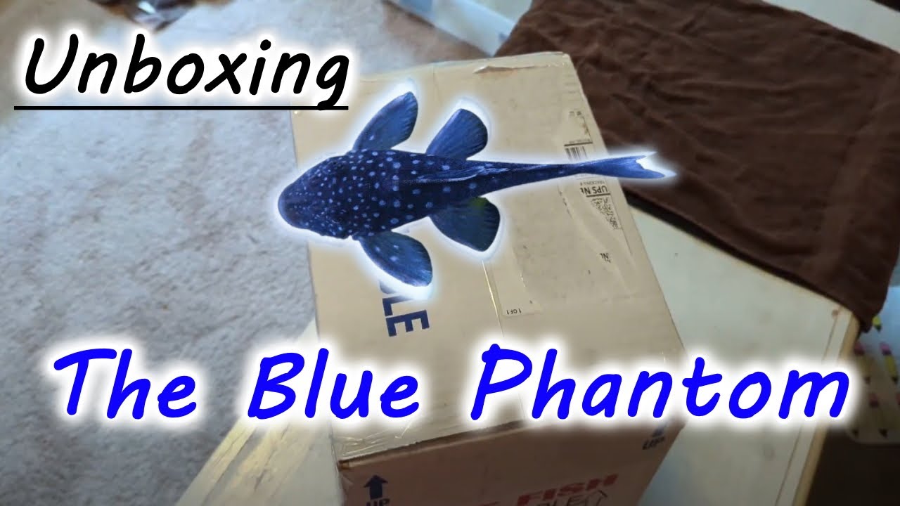 Распаковка BLUE PHANTOM PLECO!