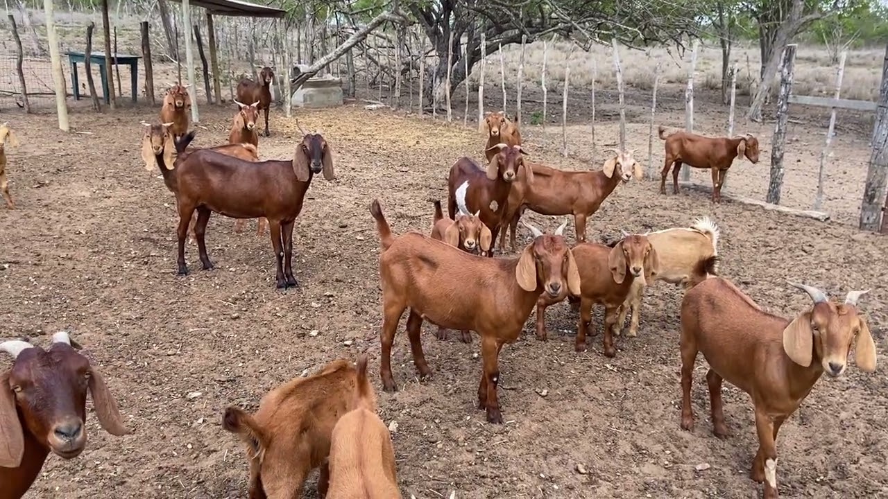 ESPECIAL CAPRINOS: RAÇA KALAHARI