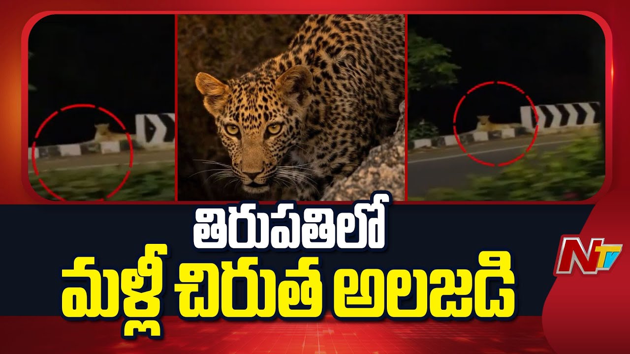 Leopard Spotted at Alipiri Zoo Park | Tirupati | NTV Telugu