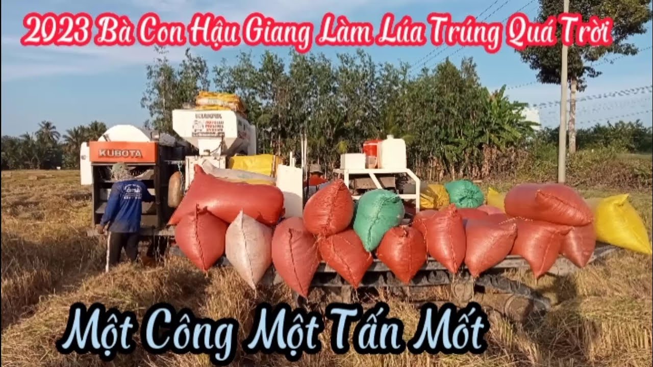 Bà Con Hậu Giang Làm Lúa Trúng Mùa#haugiang#caubamientaytv