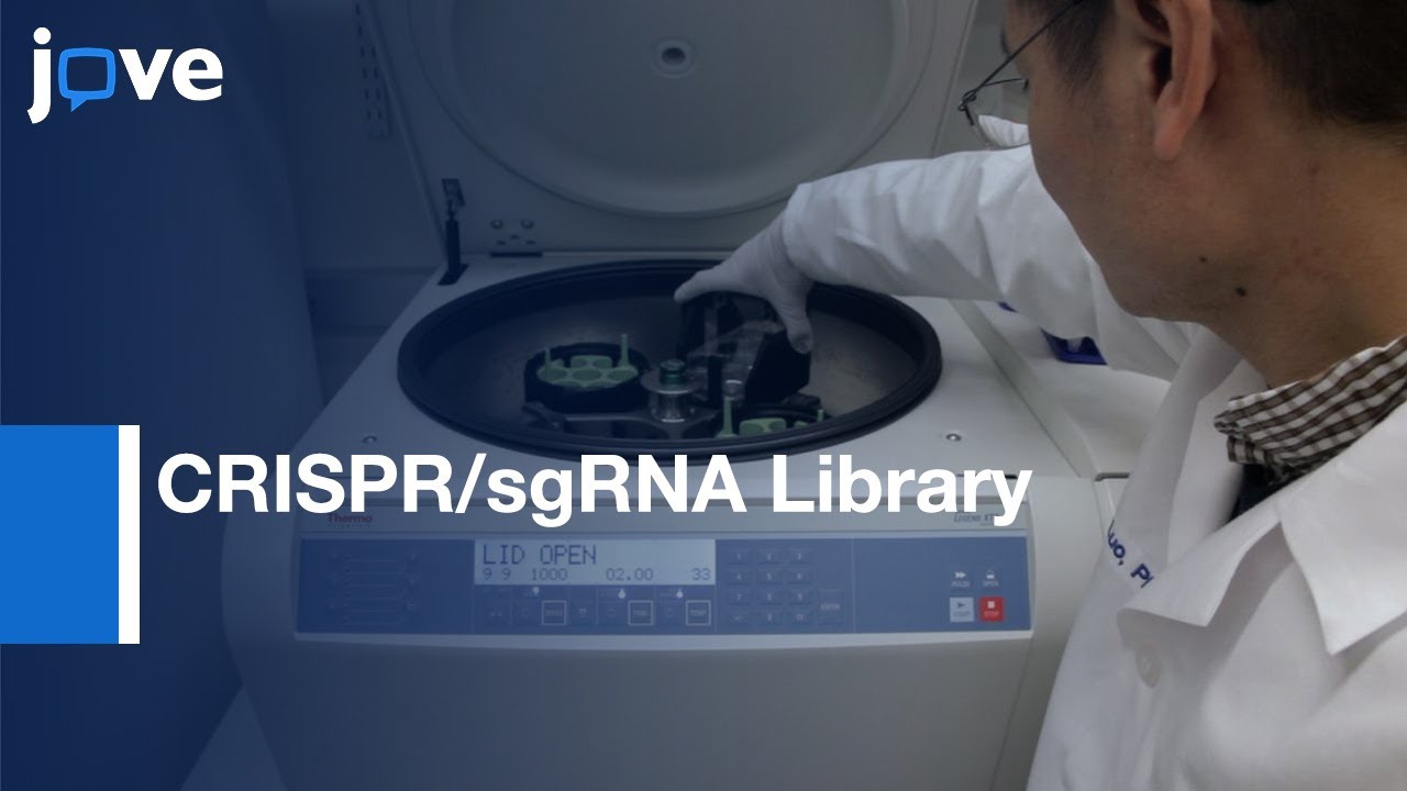 CRISPR/sgRNA Library Screening for Critical CTCF Boundaries | Protocol Preview
