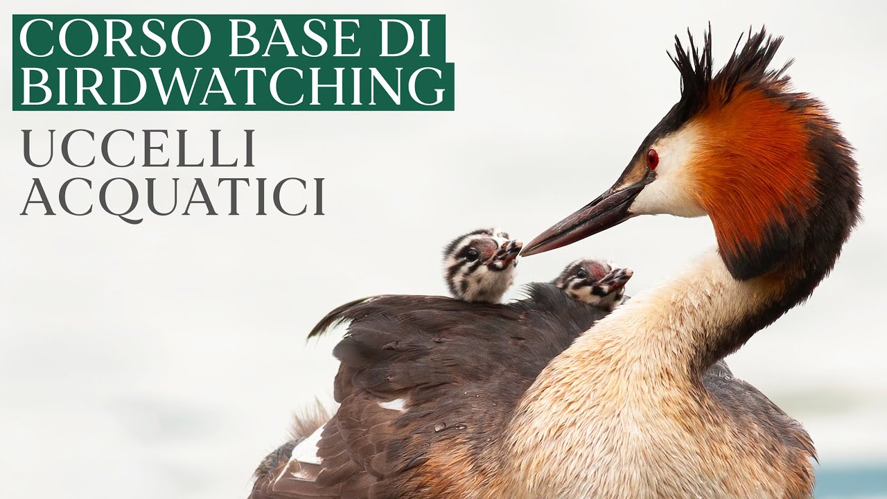UCCELLI ACQUATICI | Corso base di birdwatching