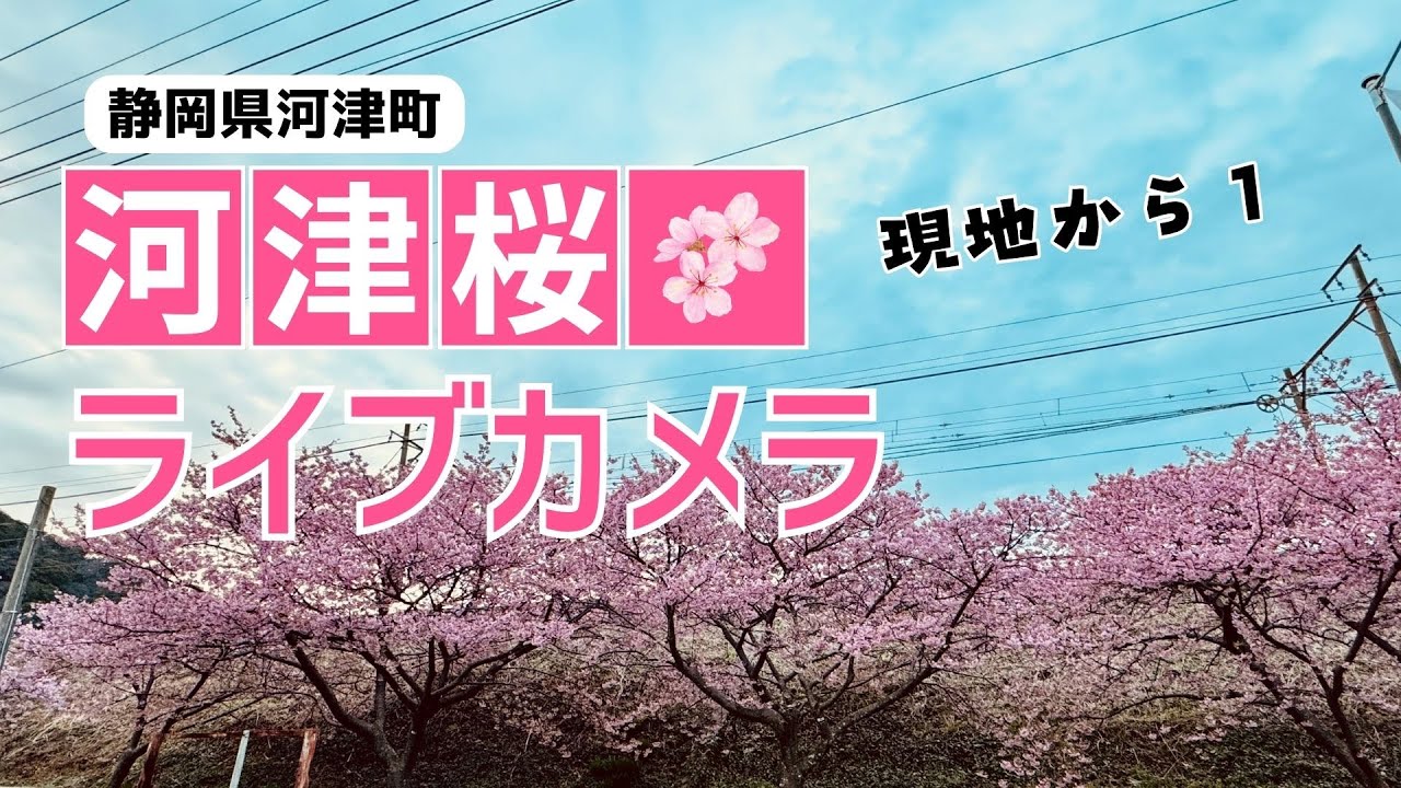 【現地からLIVE】河津桜＆伊豆急ライブカメラ2024年2月17日(木)　8時40分まで配信