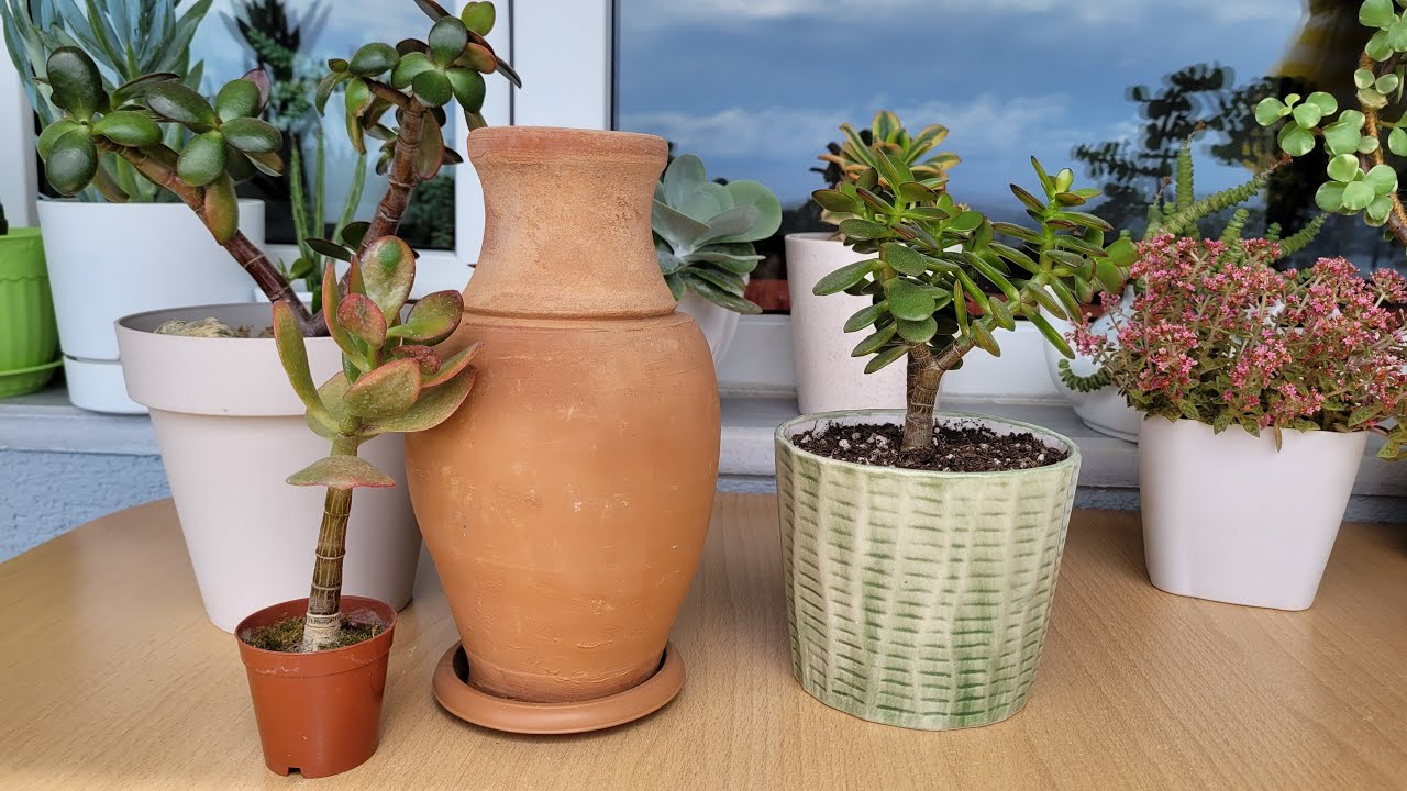 Yeni Aldığım Para Ağacımın Saksı Değişimi (Crassula Ovata Hummel Sunset)
