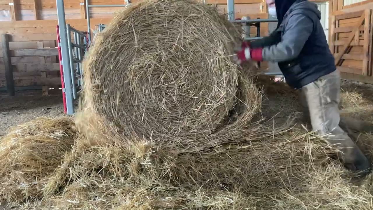 Calving Barn Preparations.