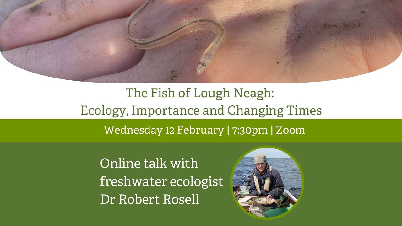 The Fish of Lough Neagh: Wildlife, Ecosystem & Resource